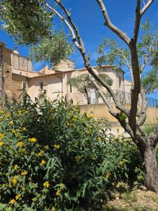 a tree with yellow flowers in front of a building at La Maison Delle Spellé - Meublé de Tourisme 4 étoiles in Piolenc