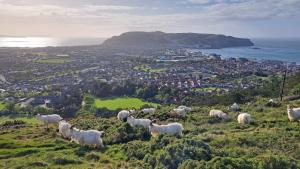 a herd of sheep standing on top of a hill at Bryn Goleu Bed & Breakfast in Llandudno