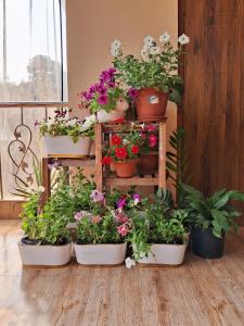 a group of potted plants on a wooden shelf at sicsac inn in Jorhat