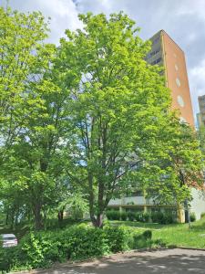a tree in front of a building at Apartmán s balkonem in Most