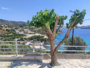 a tree sitting on the side of a beach at Aegean Beachfront Apartments in Petriaí