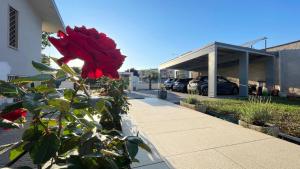 a red rose in a plant in front of a parking lot at Villa Angelina in Aquino