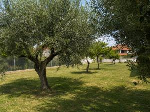 a tree in the middle of a grass field at Casa Plati 2 - Peaceful Garden Stay with Pool in Platí +3 photos