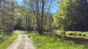 a dirt road next to a river with trees at Burgruine Schöllnstein in Iggensbach