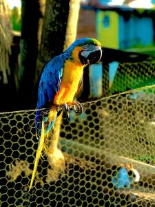 a colorful parrot is standing on a fence at Pousada Sítio do Aconchego Porto Feliz in Pôrto Feliz