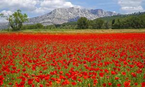 a field of red flowers with a mountain in the background at Philippe in Beaurecueil