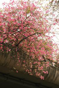 a tree filled with pink flowers on top of a bridge at Home in Hố Nai