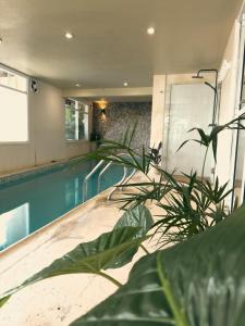 a house with a swimming pool with a plant at Tamanacos Hotel & Spa in Villa Gesell