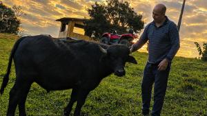 a man standing next to a black cow in a field at Chalés Recanto da Serra in Bocaina do Sul