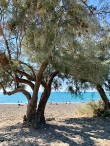 two trees on a beach with people in the background at Le Soleil in Casale Marittimo