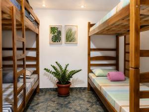 a room with bunk beds and a potted plant at Hostel Goiabeiras com Piscina Próximo à Arena Pantanal in Cuiabá