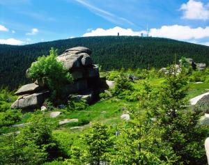 ein Felsen inmitten eines Feldes mit Bäumen in der Unterkunft Ferienwohnung Osterbrink in Ilsenburg