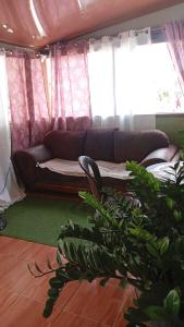 a living room with a couch and a plant at Green house in Puerto Jiménez