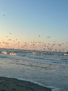 a flock of birds flying over the ocean at Charmant studio vue dégagée à 300m de la plage in Dunkerque