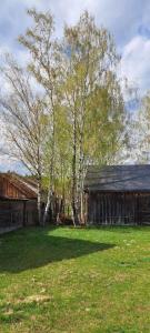 a barn and trees in a field with grass at Józefowa Chata in Rudnik