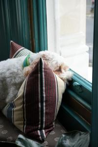 a dog laying on a pillow on a window sill at The Sheldon B&B in Eastbourne