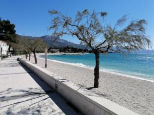 a beach with a tree in the sand and the water at Olive Tree Apartment in Kaštela