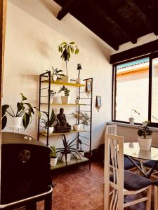 a room with a bunch of plants on shelves at Villa Alexandra 1 in Imárcoain