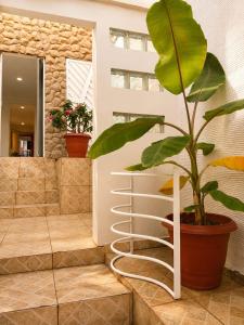 a plant in a pot next to a staircase at Hostel Goiabeiras com Piscina Próximo à Arena Pantanal in Cuiabá