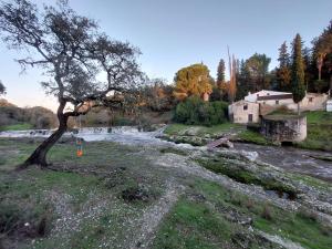 a tree in a field next to a river at Ketchs House in Ponte de Sor
