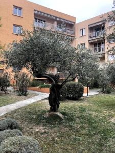 a tree in the grass in front of a building at Appartement moderne climatisé in Nyons
