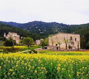 a field of yellow flowers in front of a village at El Castell de Segueró in Beuda