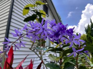 a bunch of purple flowers in front of a house at Fong Chou Chalet in Sanyi