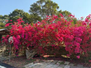 a large bush of pink flowers on a fence at Fong Chou Chalet in Sanyi