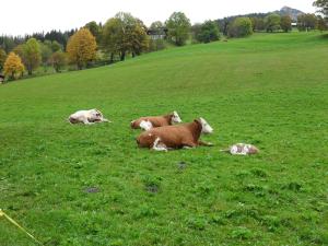 Tiere in der Ferienwohnung oder in der Nähe