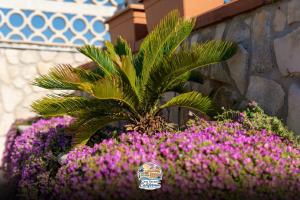 a palm tree in a garden with purple flowers at Casa Vacanza California in Bari +3 photos