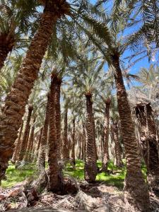a group of palm trees in a field at White Desert Experience in Bawati +57 photos