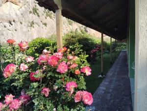 a bush of pink roses next to a building at Guesthouse Eleftherios in Kalavrita