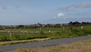 a herd of animals grazing in a field next to a road at The Window Seat - pet-friendly 1BR apartment in Waitara