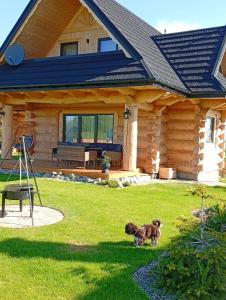 a dog sitting in the grass in front of a log house at Sękata Chata góralski domek z kominkiem in Szaflary +27 photos