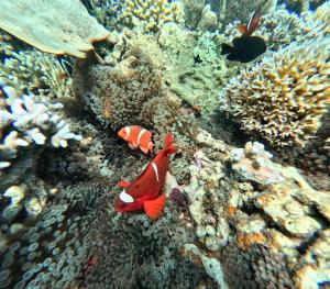 a clown fish in the coral reef at Garden Cottage in Gili Gede