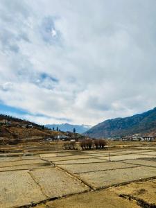 a group of animals standing in a field at Dema Rresort in Paro +5 photos