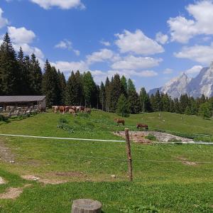 a herd of cows grazing on a grassy field at Stanza Malga Ciauta in Villanova