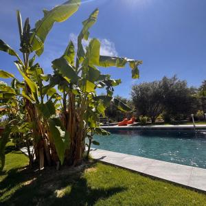 a banana tree next to a swimming pool at Alaçatı Beka House in Alaçatı