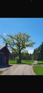 a tree on the side of a dirt road at Stenshemmet Holidayhome in Hjo