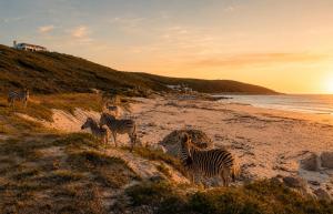 a group of zebras standing on a beach at Cast Away at Romansbaai - Salted Fynbos Staying in Gansbaai