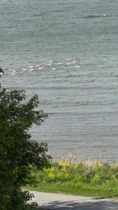 a flock of birds swimming in the water at Vanilla Sunrise Apartments in Sillamäe
