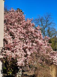 a pink flowering tree in front of a building at ArtHause in Gubin