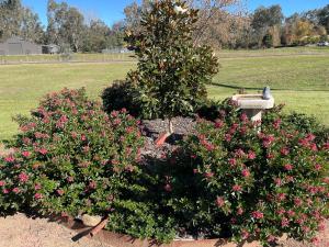 two bushes with pink flowers in a garden at Guinevere 2 in Myrtleford