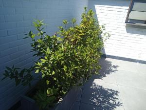 a row of plants on the side of a building at Klauwaards appartement in Kortrijk