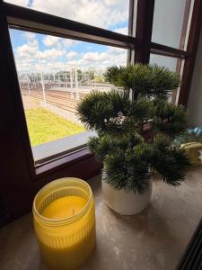 a plant in a yellow pot next to a window at Open Tours in Ełk +16 photos