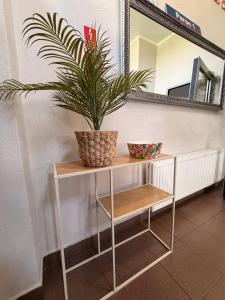 a plant sitting on a shelf in front of a mirror at Open Tours in Ełk