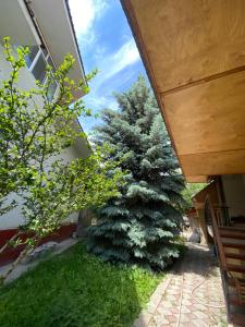 a large pine tree in a yard next to a building at Talas guest house in Talas +20 photos