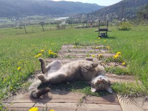 a cat laying on its back in the grass at ORLIK - pokoje gościnne in Uście Gorlickie
