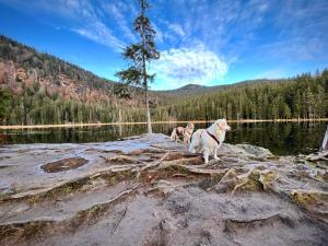 two dogs standing on a rock near a body of water at Altes Forsthaus Bodenmais in Bodenmais