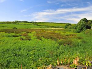 a field of green grass with trees in the background at Tir Deri in Llanrian